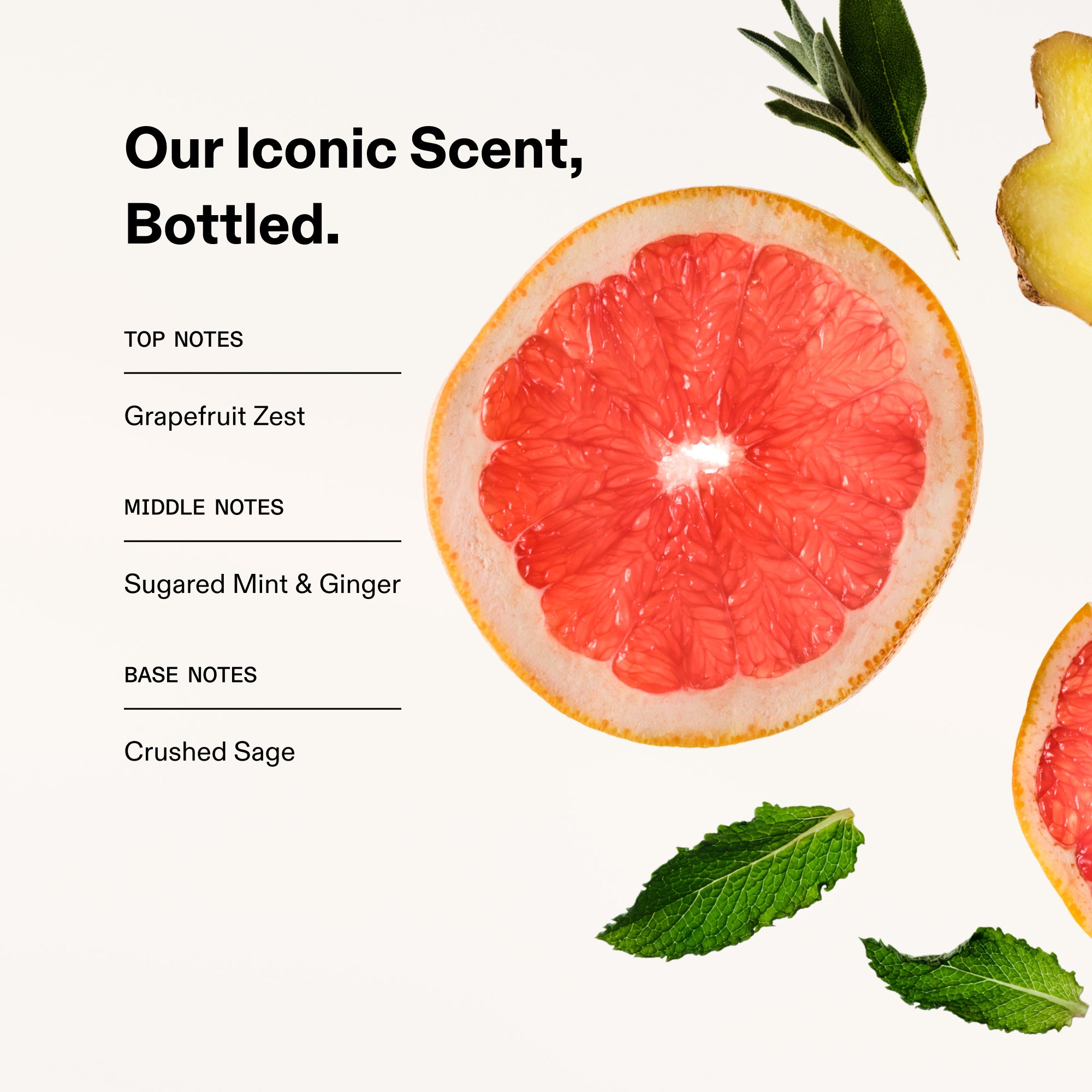 hover

Scent notes graphic featuring a sliced grapefruit, ginger, mint, and sage. Text overlay reads: "Our Iconic Scent, Bottled. Top Notes: Grapefruit Zest. Middle Notes: Sugared Mint & Ginger. Base Notes: Crushed Sage.